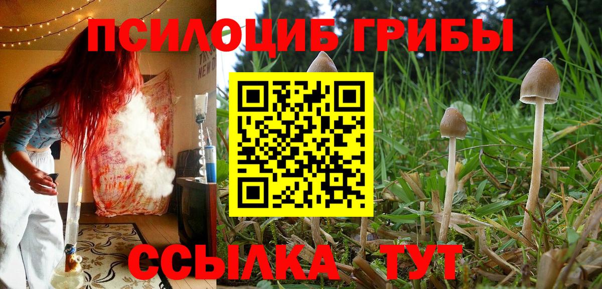 Карачаевск  Псилоцибиновые грибы Cubensis  Вход с VPN 